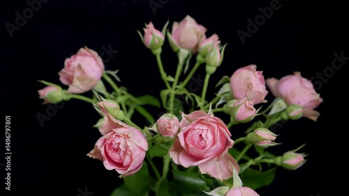 Wallpaper Mural A captivating arrangement of pink roses elegantly set against a striking black background Torontodigital.ca