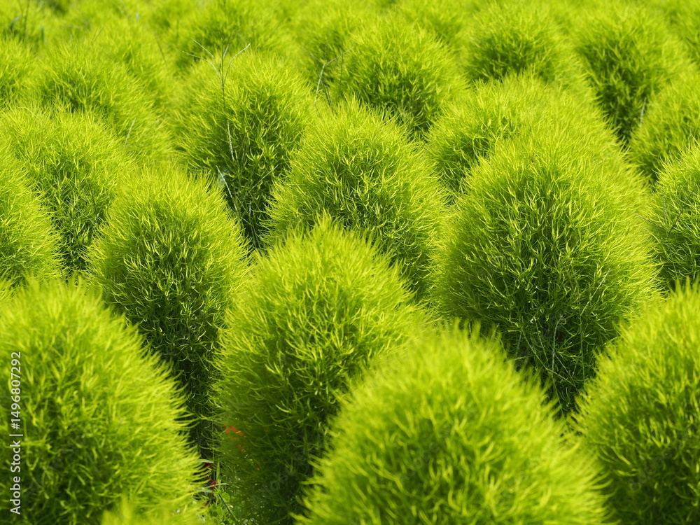 コキアの花壇