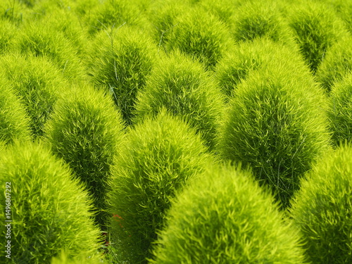 Obraz na płótnie コキアの花壇 w salonie