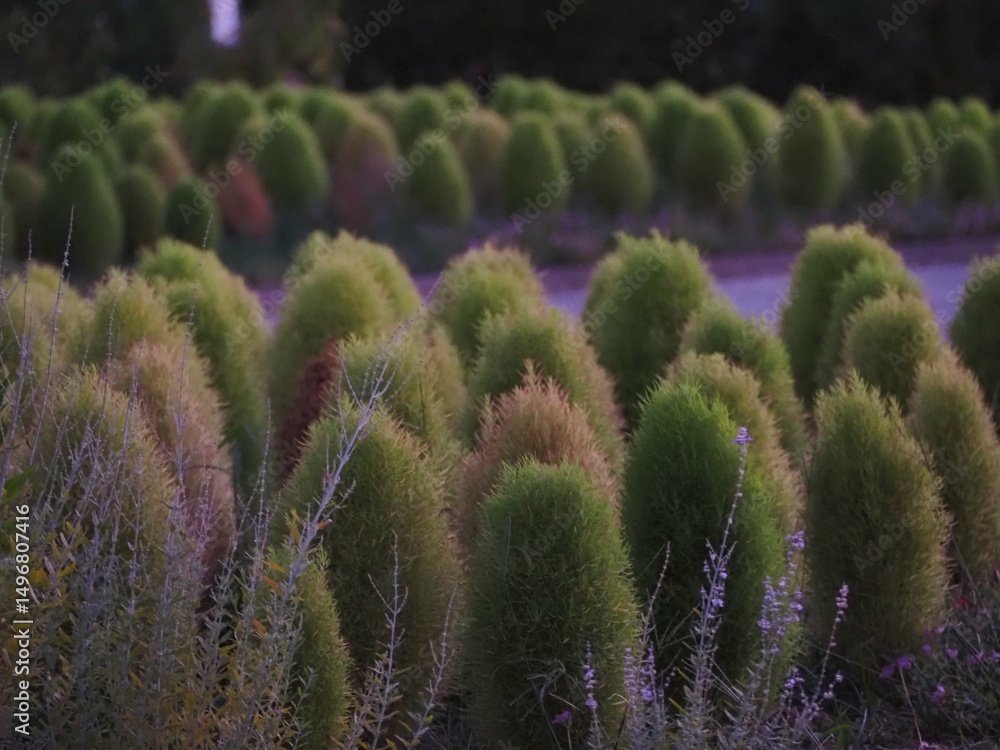 コキアの花壇