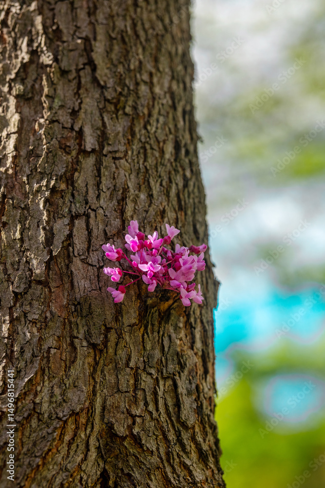 Fototapeta premium Cercis canadensis. Bright pink flowers bloom on a textured tree trunk in springtime sunlight