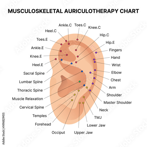 Musculoskeletal Auriculotherapy Chart for Ear Acupuncture Pressure Points and Health Benefits. Vector illustration