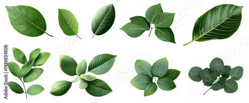[Transparent Background PNG]Collection of Fresh Green Leaves