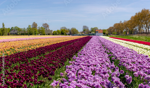 Wallpaper Mural Row or line of multicolor tulip flowers on field in countryside farm, Tulips are plants of the genus Tulipa, Spring-blooming perennial herbaceous bulbiferous geophytes, Netherlands, Nature background. Torontodigital.ca