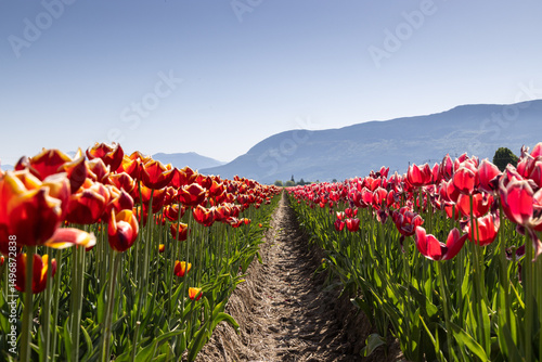 field of tulips