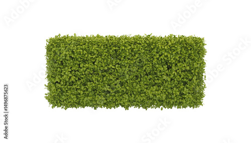 Dense Green Bush Top View Rectangular Shape on Transparent Background