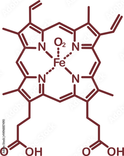 Chemical structure of hemoglobin
