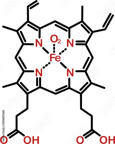 Chemical structure of hemoglobin