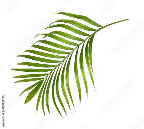 Green palm leaves on transparent background