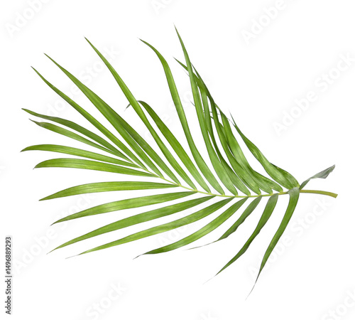 Green palm leaves on transparent background