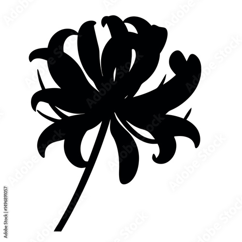 Dramatic Silhouette of a Spider Lily Flower Bloom on White Background