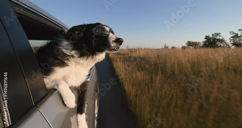 Funny Border Collie dog wearing goggles enjoying a car ride hanging out the window. Fun. Adventure. Enjoyment. Man's best friend