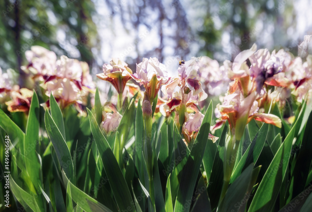 Fototapeta premium Bright irises in the garden. Blurred flowers of soft pink color.