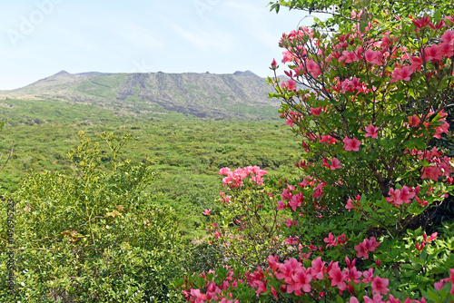 伊豆大島の三原山　初夏