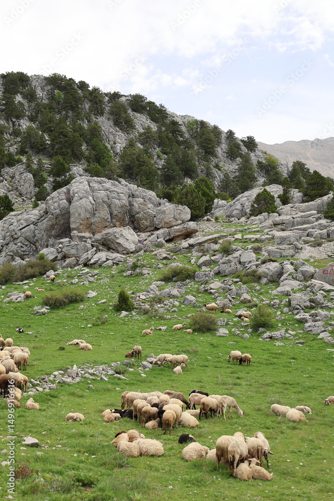 Fototapeta premium Shepherd leading sheep. Sheep mountain road High quality FullHD footage