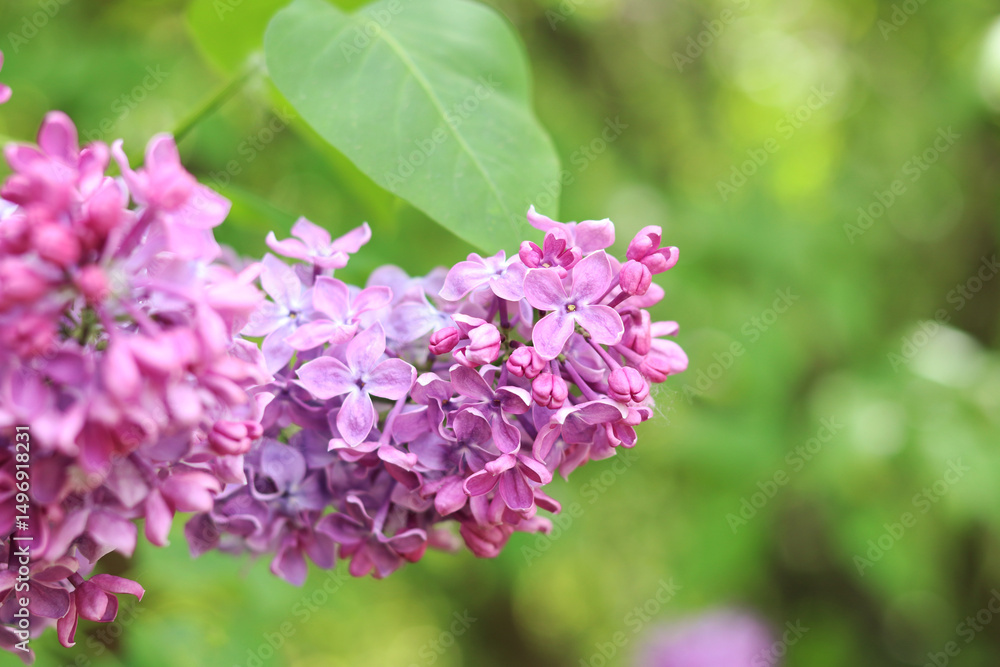 Blossoming lilac on a blurred background. Beautiful flowers close-up. Lilac with a blurred green background of a garden or park. Nature. Spring background. Lilac branches on a bush with green leaves Blossoming lilac on a blurred background. Beautiful flowers close-up. Lilac with a blurred green background of a garden or park. Nature. Spring background. Lilac branches on a bush with green leaves