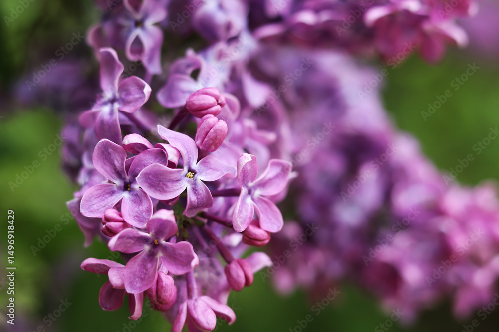 Blossoming lilac on a blurred background. Beautiful flowers close-up. Lilac with a blurred green background of a garden or park. Nature. Spring background. Lilac branches on a bush with green leaves Blossoming lilac on a blurred background. Beautiful flowers close-up. Lilac with a blurred green background of a garden or park. Nature. Spring background. Lilac branches on a bush with green leaves