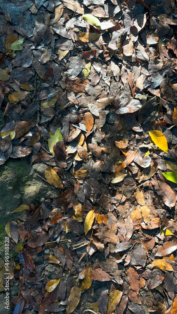 Autumnal Ground Cover: A Tapestry of Fallen Leaves in Warm Sunlight Autumnal Ground Cover: A Tapestry of Fallen Leaves in Warm Sunlight