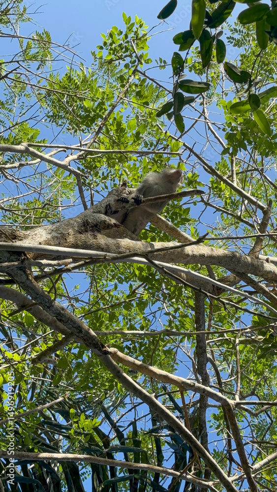 Fototapeta premium A Monkey Perched High in a Lush Tropical Canopy Under a Bright Blue Sky