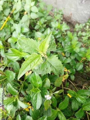 Wallpaper Mural butterfly on a bush Torontodigital.ca