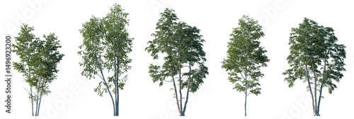 Betula pendula summer trees isolated png on transparent background premium cutout (silver birch, warty birch, European white birch, East Asian white birch). Foreground tree