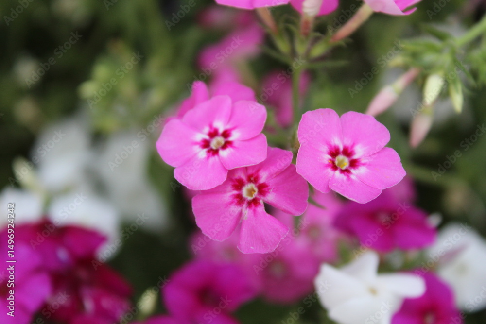 The beautiful Phlox drummondii or the annual phlox flowers The beautiful Phlox drummondii or the annual phlox flowers