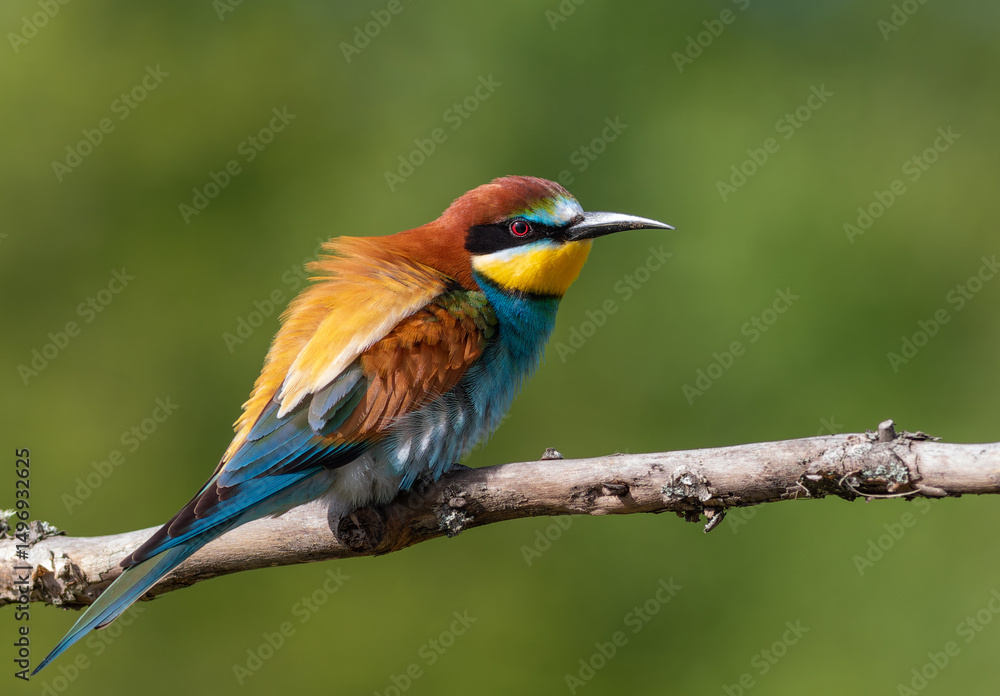 Obraz premium European bee-eater, merops apiaster. A bird sits on a branch on a beautiful background