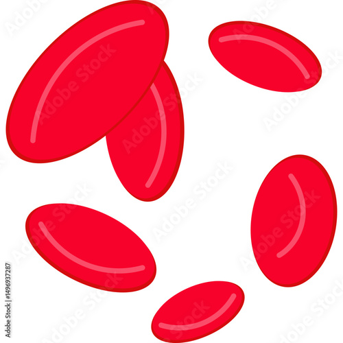 Red Blood Cells