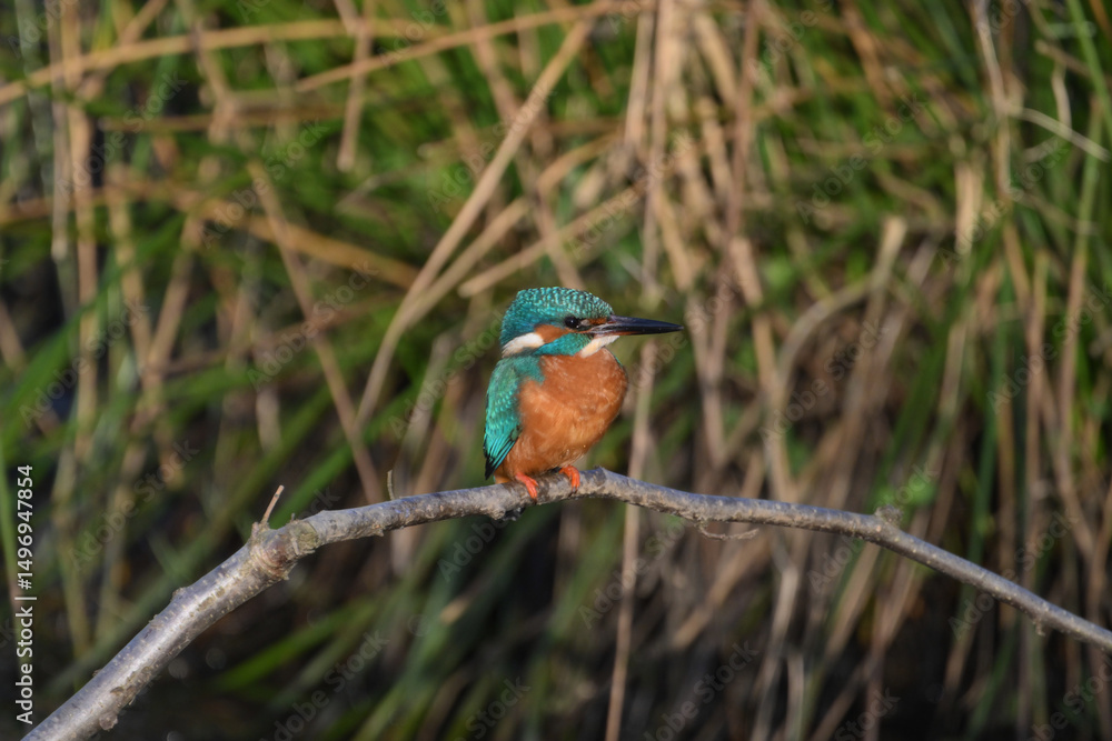 Fototapeta premium kingfisher in the netherlands