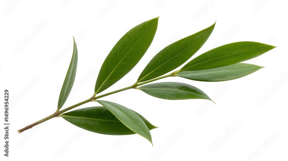 Obraz premium Green Twig of Italian Ruscus with Fresh Leaves Isolated on White Background, Botanical Branch, Fresh Green Foliage, Natural Plant Element, Isolated Plant Stem, Leafy Twig, Minimalist Nature Image