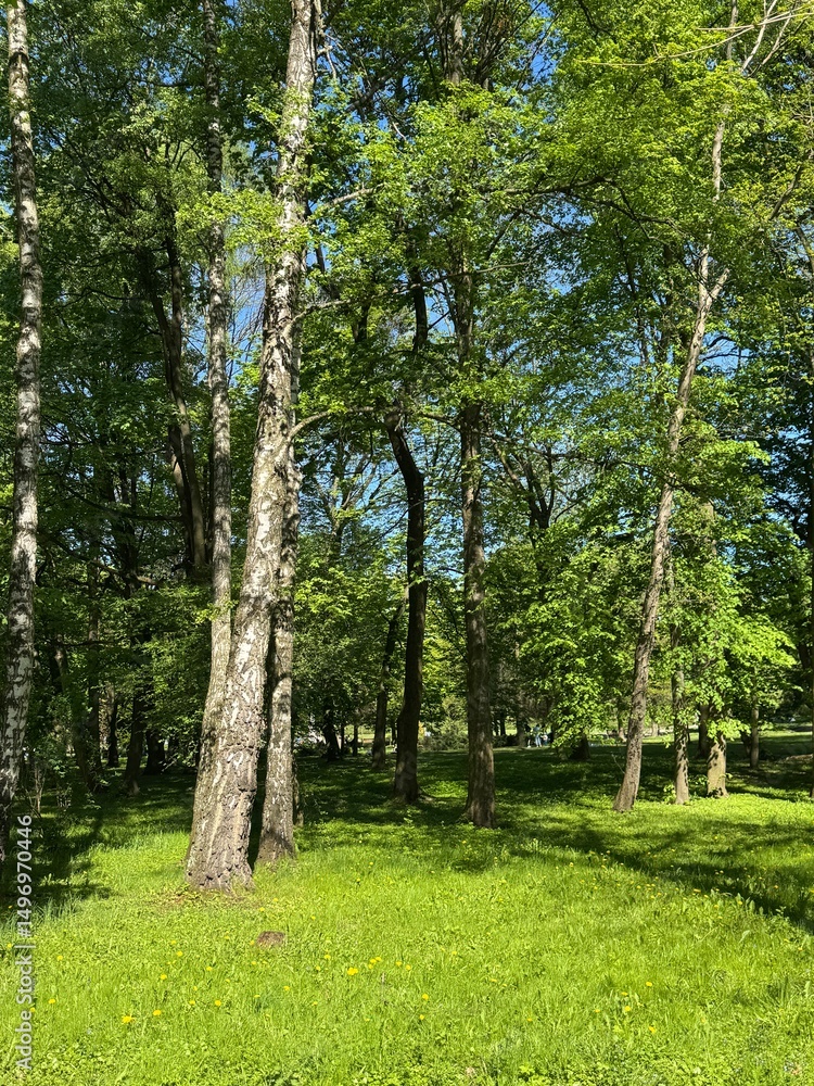 Fototapeta premium Landscape with old green trees in the park