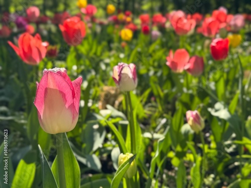 Flower bed with colorful tulips. Tulip flowers. Tulip flowers in blooming park