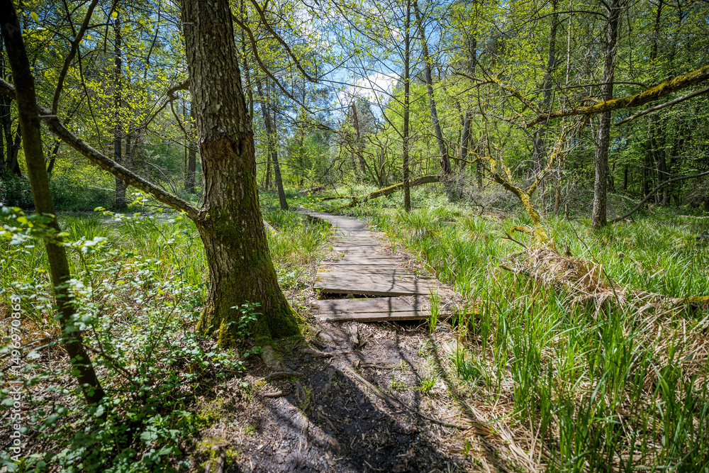Fototapeta premium 'Belfont' nature reserve. Beautiful spring forest. Wooden path in the forest surrounded by wetlands. A walk in the forest. Krasnobrod, Roztocze region, Poland