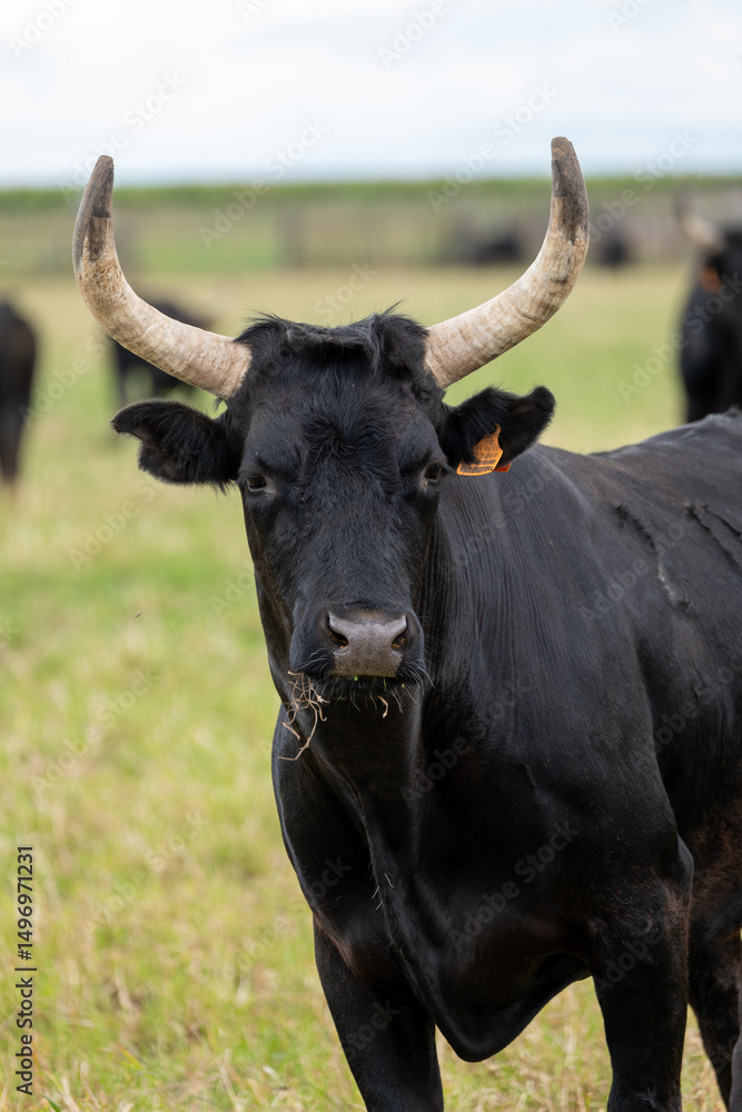 Naklejka premium portrait of a cow