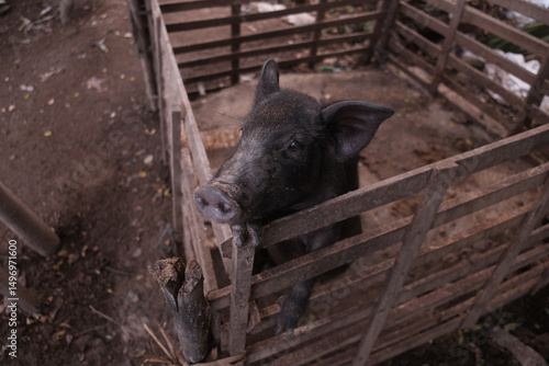 A black pig in a pen, looking at the camera. Bali, Indonesia - 15th March 2025