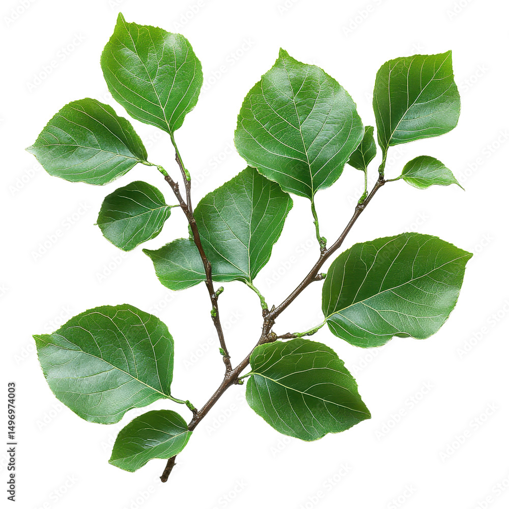 Obraz premium Littleleaf Linden isolated on transparent background