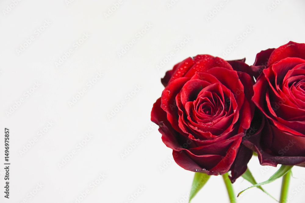 赤い薔薇 赤い薔薇