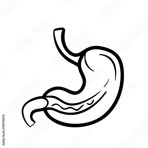 hand-drawn sketch human intestine illustration