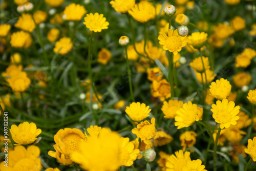Field of blooming yellow daisies in spring with soft natural light and green foliage
