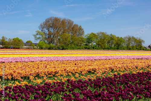 Wallpaper Mural Row or line of multicolor tulip flowers on field in countryside farm, Tulips are plants of the genus Tulipa, Spring-blooming perennial herbaceous bulbiferous geophytes, Netherlands, Nature background. Torontodigital.ca