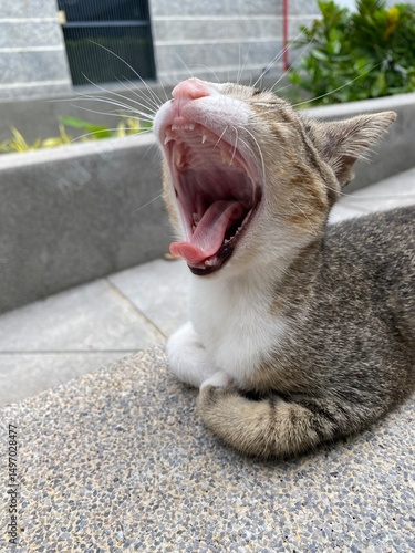 Close up shot of Yawning Kitten Showing Milk Teeth in a relaxed setting.