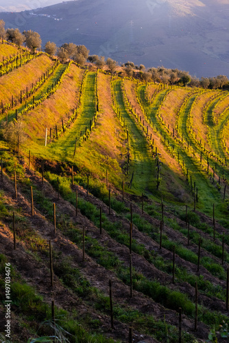 Vineyards in the douro valley in portugal