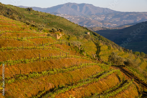 Vineyards in the douro valley in portugal