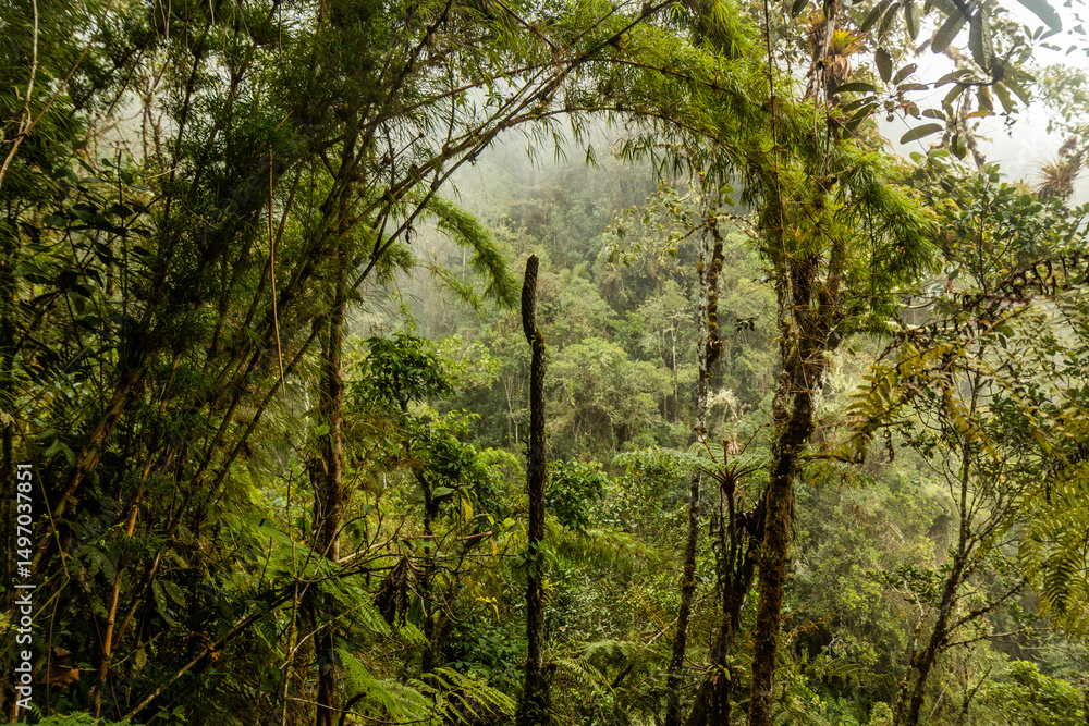 Fototapeta premium Cloud forest of Yanachaga–Chemillen National Park, Peru