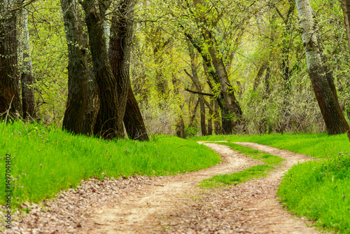 The forest and paths create a stunning natural scene, with beautiful spring landscapes featuring green grass and trees
