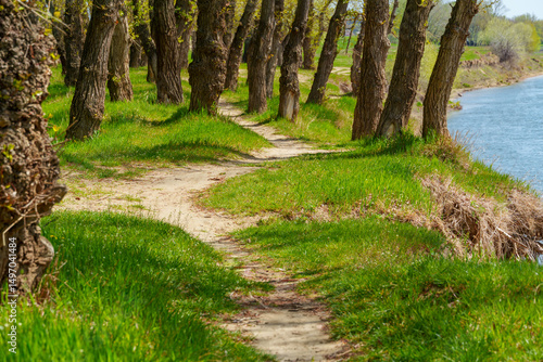The forest and paths create a stunning natural scene, with beautiful spring landscapes featuring green grass and trees