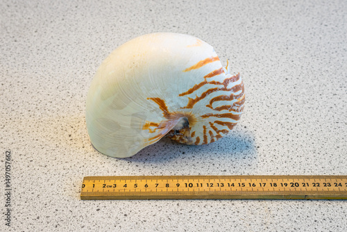 Large white tropical shell with orange pattern. Ruler next to it to illustrate size.