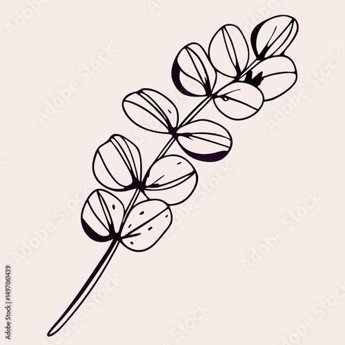 Line art eucalyptus branch illustration, botanical drawing
