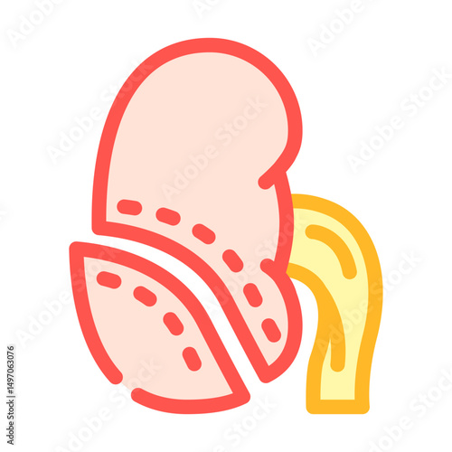 nephrectomy urology color icon vector illustration