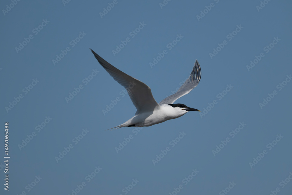 Sandwich tern, Thalasseus sandvicensis Sandwich tern, Thalasseus sandvicensis